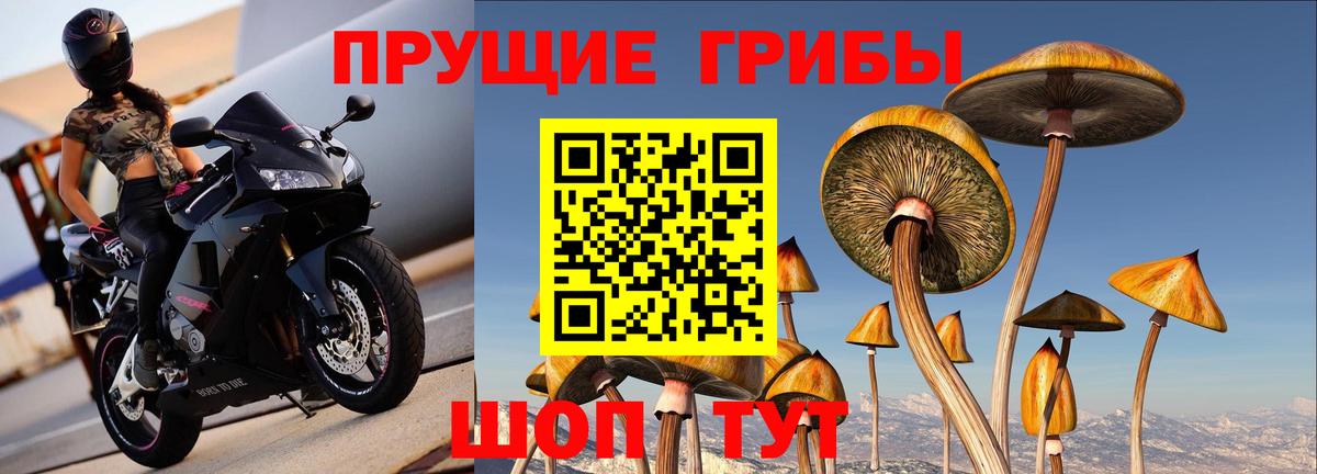 Псилоцибиновые грибы Psilocybe Тейково